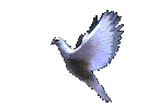 colomba1.gif