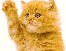 gattosaluta.gif